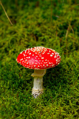 Mushroom in the forest