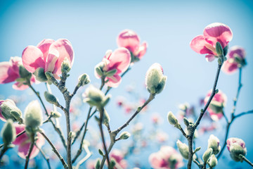 Naklejka premium Magnolia Tulip Tree