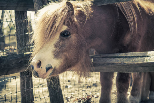 Brown Pony