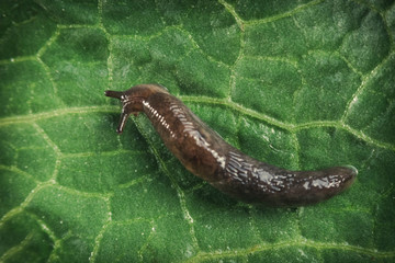 Common Garden Slug