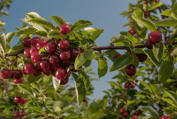 Obraz premium cherry 11