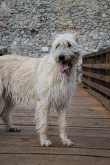 Portrait of beautiful Irish Wolfhound dog