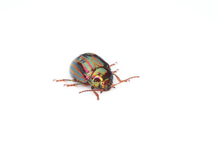 Rosemary Beetle