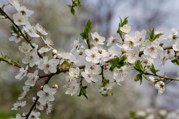 White apples blossoms　
