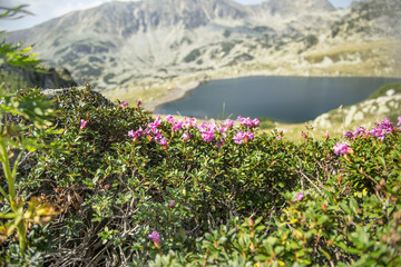 Obraz premium Mountain flowers (Rhododendron myrtifolium)