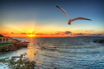 Foto op Plexiglas Zonsondergang aan zee seagull silhouette in an orange sky