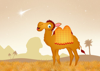 Fototapeta premium Egyptian camel in the desert