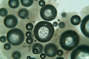 View through microscope slide on water bubbles
