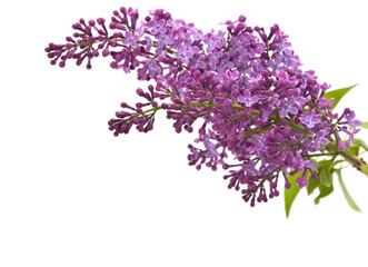 branch of lilac