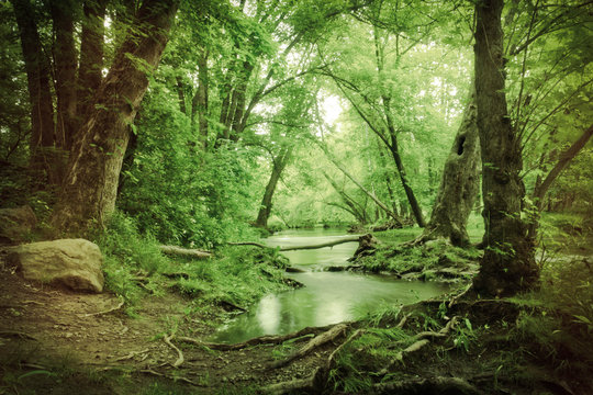 Magical Forest Swamp