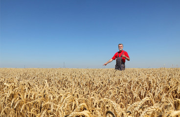 Agriculture, farmer gesturing in wheat field with thumb up