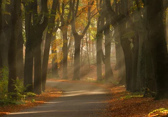 Fotobehang Sunrays and beautiful autum colors in the forest. © jospannekoek