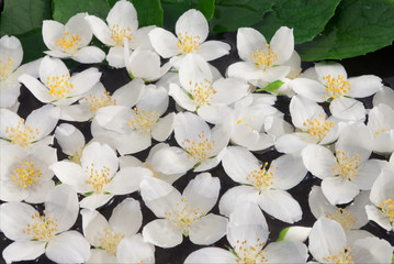 flowers and leaves of jasmine in the water