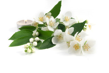 Obraz premium Fresh flowers and leaves of jasmine on a white background