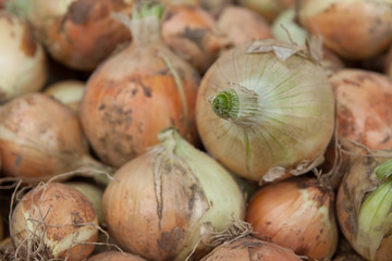 fresh onion for sale at farmers market