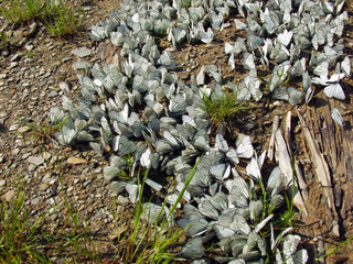 Many white butterflies on the ground. mating season