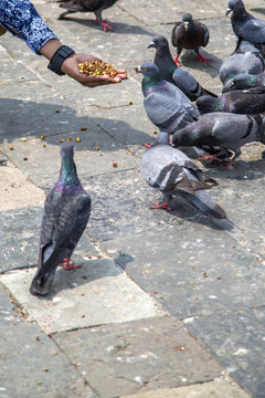 Pigeons on the street in Mumbai, India