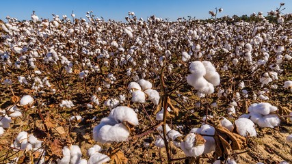 inside of a cotton field in south carolina usa - 97319009
