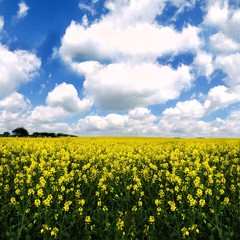 Fototapeta premium Rape field landscape. Calm rural countryside landscape with field of blooming rape