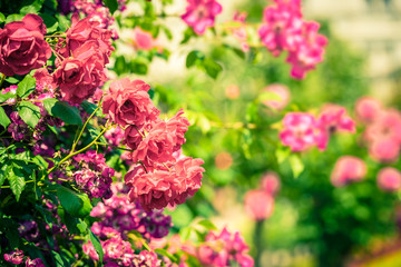 Bush of beautiful roses in a garden