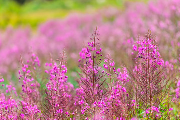 Fluffy pink fireweed flowers