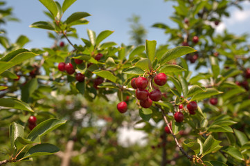 Obraz premium cherry 1