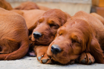 newborn small puppy of  irish setter