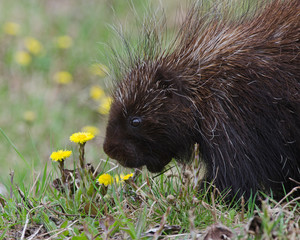 Porc-épic d'Amérique juvénile