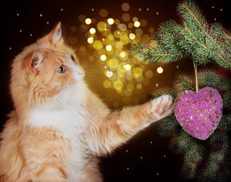 Image of red cat playing with Christmas decorations hanging on a Christmas tree on a festive background