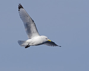 Obraz premium Mouette tridactyle en vol