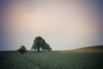 Fototapeta na wymiar Trees on the spring fields at evening