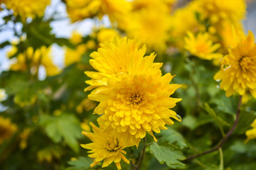 Капля после дождя