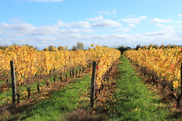 Vignes en automne