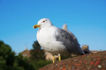  white sea gull on a background of blue sky and architecture of rome