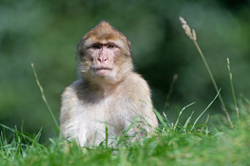 Macaque (Macaca Sylvanus)/Barbary Macaque on forest floor