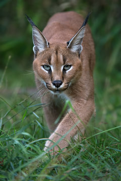 Caracal/Caracal stalking directly toward viewer through long green grass and foliage