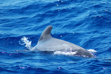Wieloryb na otwartym morzu wokół Teneryfy
