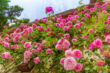 Beautiful pink roses growing on a wall