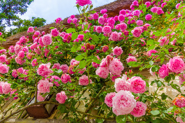 Beautiful pink roses growing on a wall