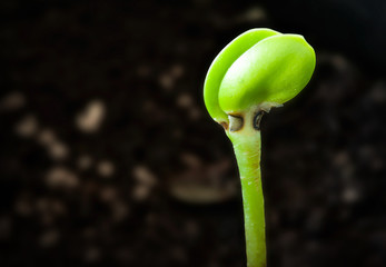 Small plant growing from seed