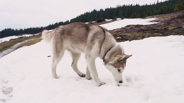 husky dog sniffing the snow in mountains