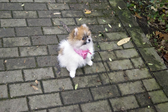 Zwergspitz Pomeranian.