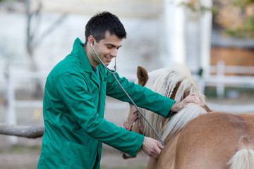 Veterinarian with pony horse