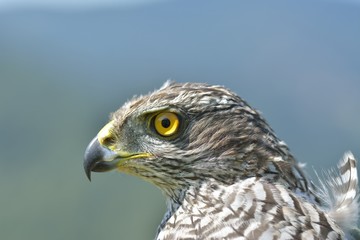Northern Goshawk (Accipiter gentilis)