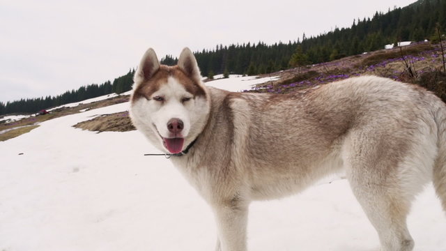 husky dog sitting on snow in mountains