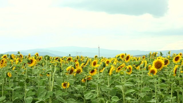 green field with beautiful yellow sunflower on the background of mountains and blue sky with clouds