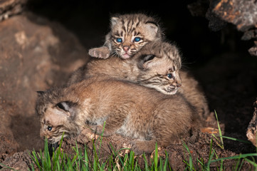 Bobcat Kitten (Lynx rufus) Pile