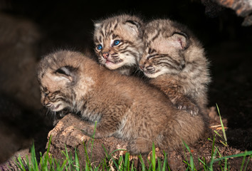 Fototapeta na wymiar Three Bobcat Kittens (Lynx rufus)
