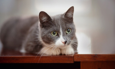 The domestic interested cat of a smoky-white color
