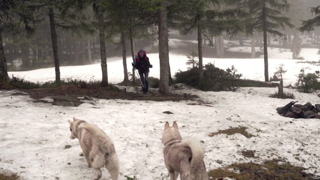 female hiker and a couple of husky dogs in the forest